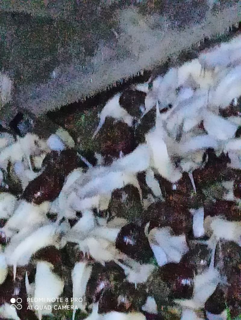 白玉蜗牛
