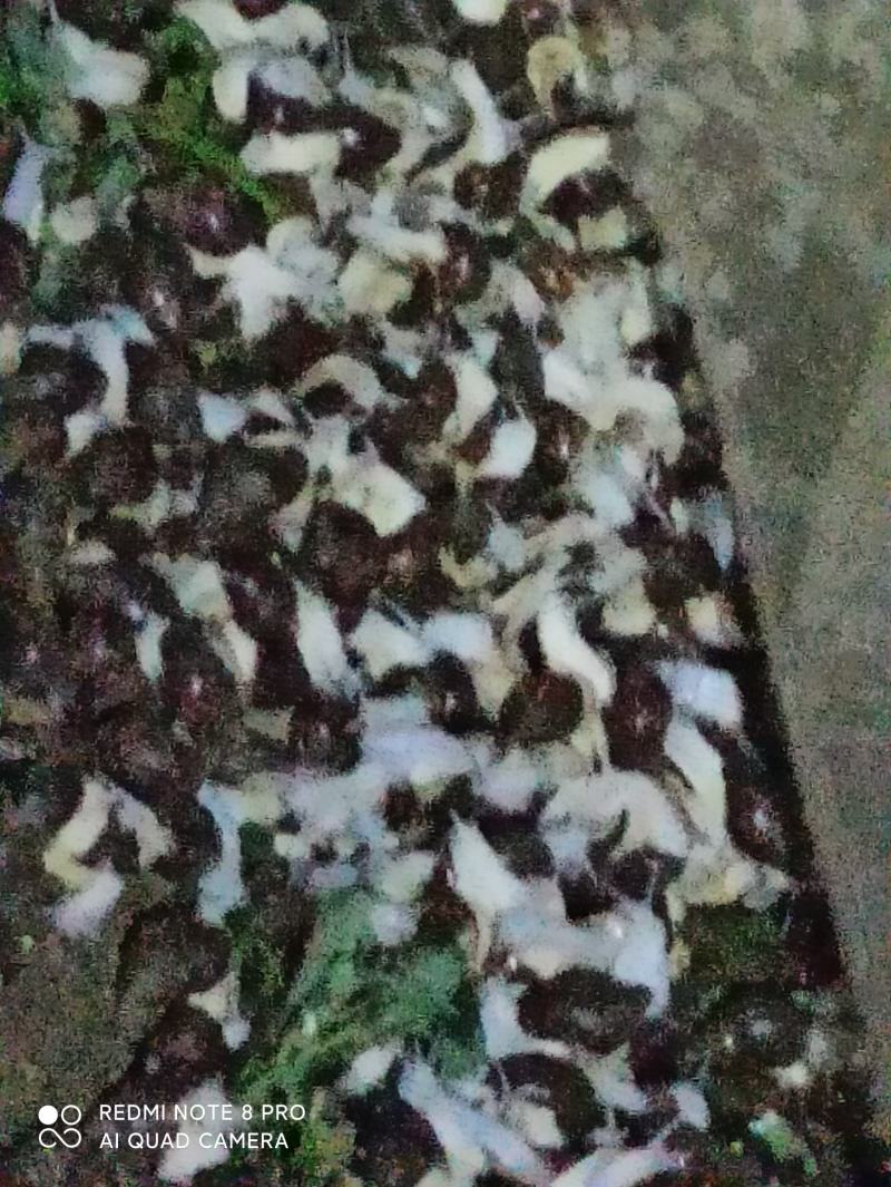 白玉蜗牛