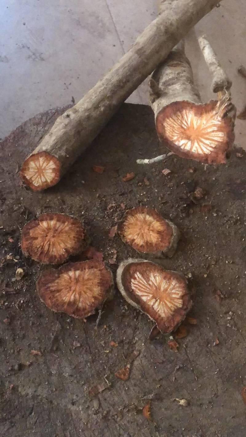 蛇莲又名雪胆鲜货产地直供地摊展会硬货量大从优