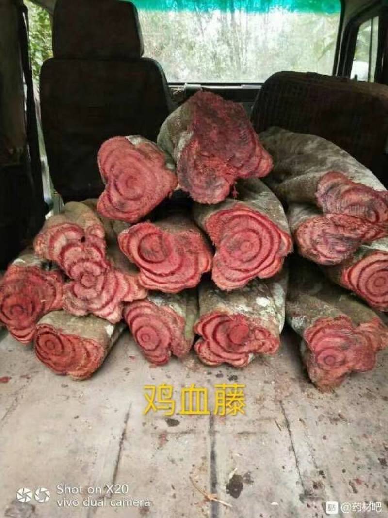 蛇莲又名雪胆鲜货产地直供地摊展会硬货量大从优