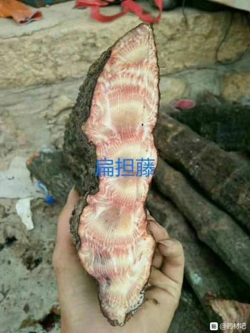 蛇莲又名雪胆鲜货产地直供地摊展会硬货量大从优