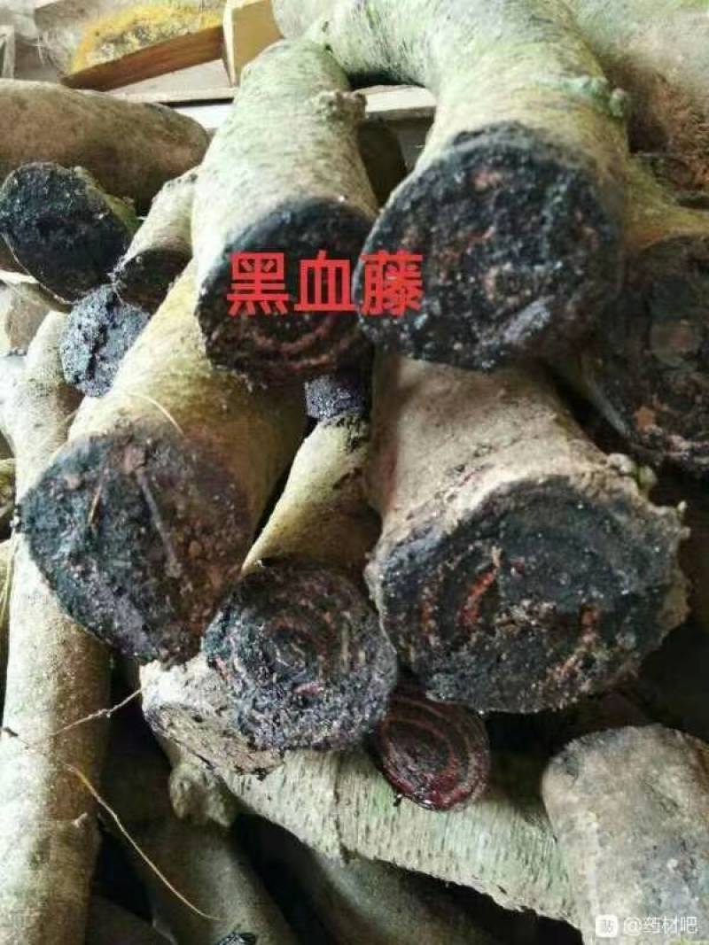 蛇莲又名雪胆鲜货产地直供地摊展会硬货量大从优