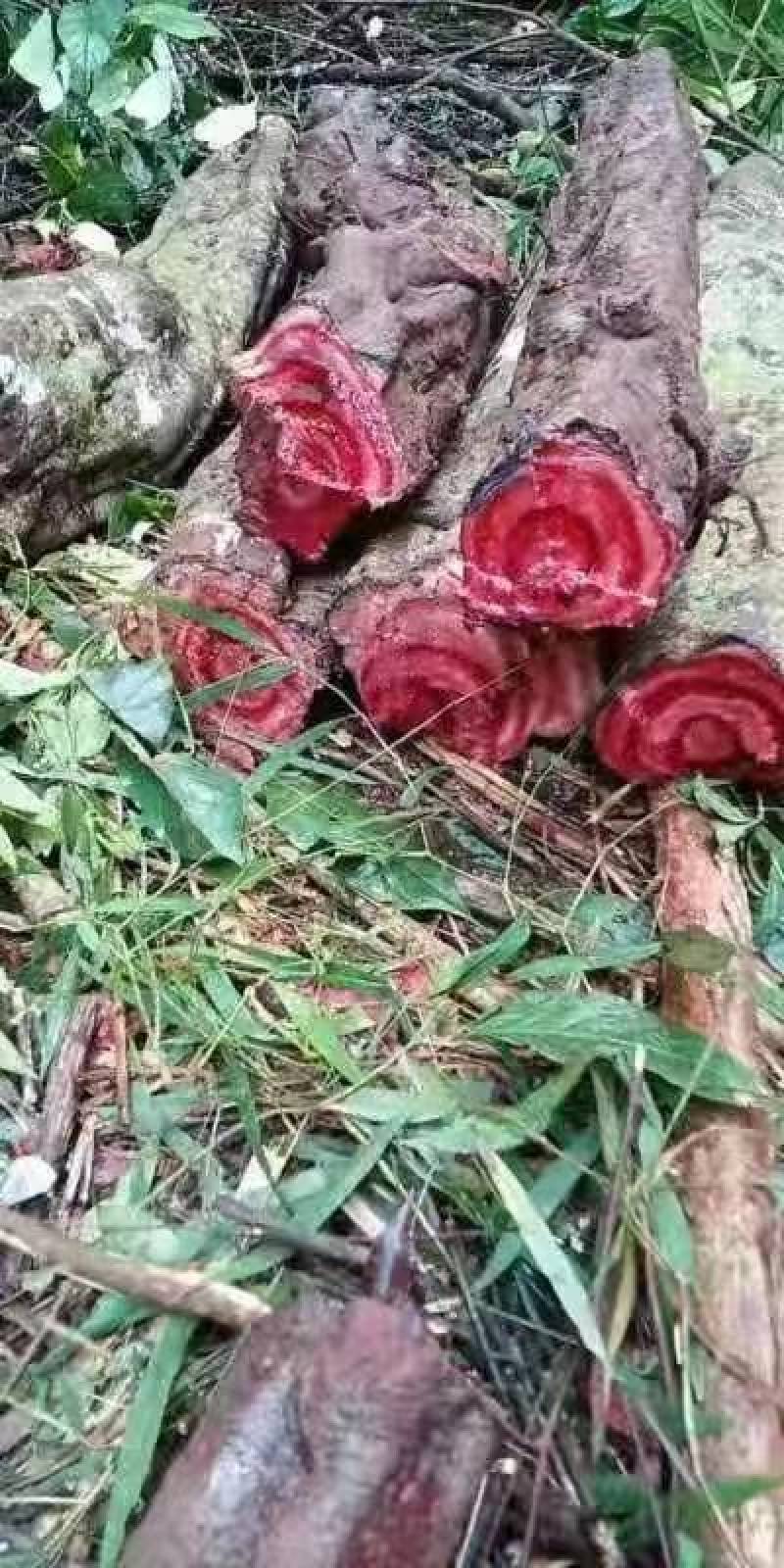 蛇莲又名雪胆鲜货产地直供地摊展会硬货量大从优