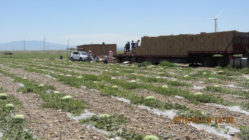 [爆款]内蒙古鄂尔多斯西瓜代办_全国发货产地直供超市