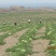 [爆款]内蒙古鄂尔多斯西瓜代办_全国发货产地直供超市