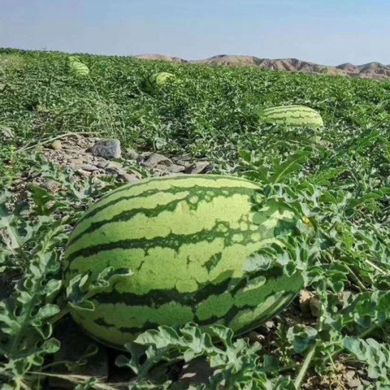 [宁夏硒砂瓜]宁夏中卫西瓜保质保量可以视频看货大量供应