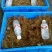 5-7克美味竹虫:喂新鲜青椰皮，甘蔗清肠清香可活体可冻品