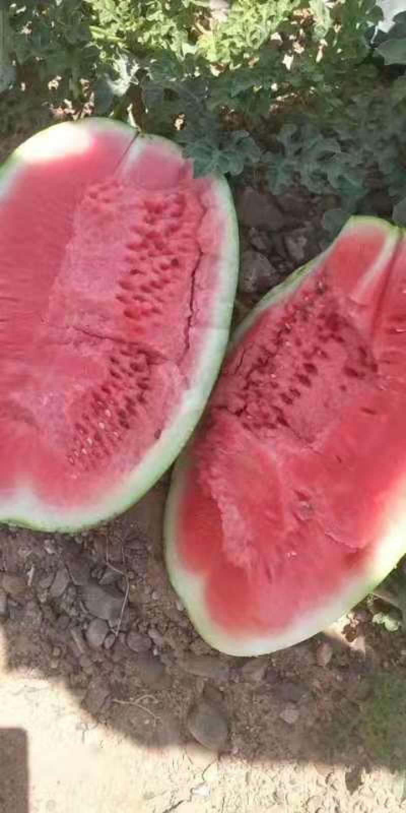 宁夏硒砂瓜【中卫西瓜代办代收代发】石头瓜价格