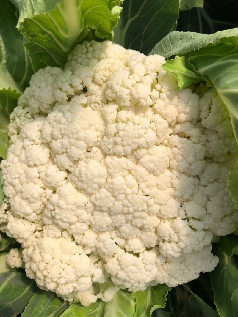 产地直发精品有机花菜青梗散花大量上市