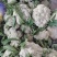 产地直发精品有机花菜青梗散花大量上市