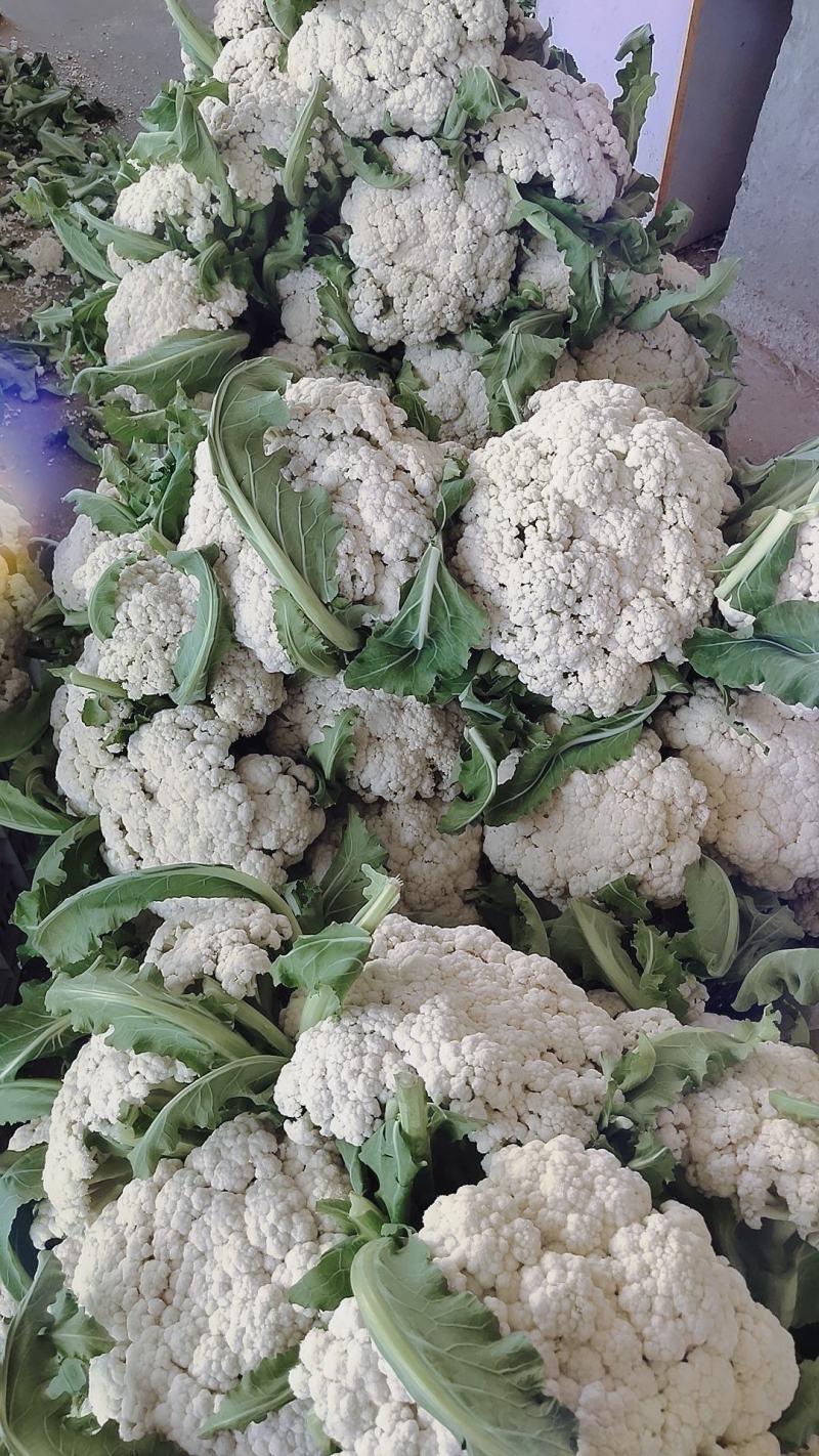 产地直发精品有机花菜青梗散花大量上市