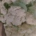 产地直发精品有机花菜青梗散花大量上市
