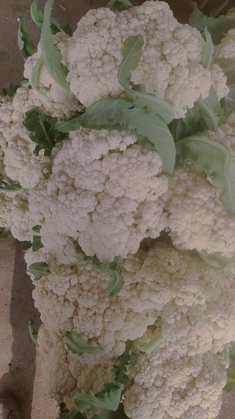 产地直发精品有机花菜青梗散花大量上市