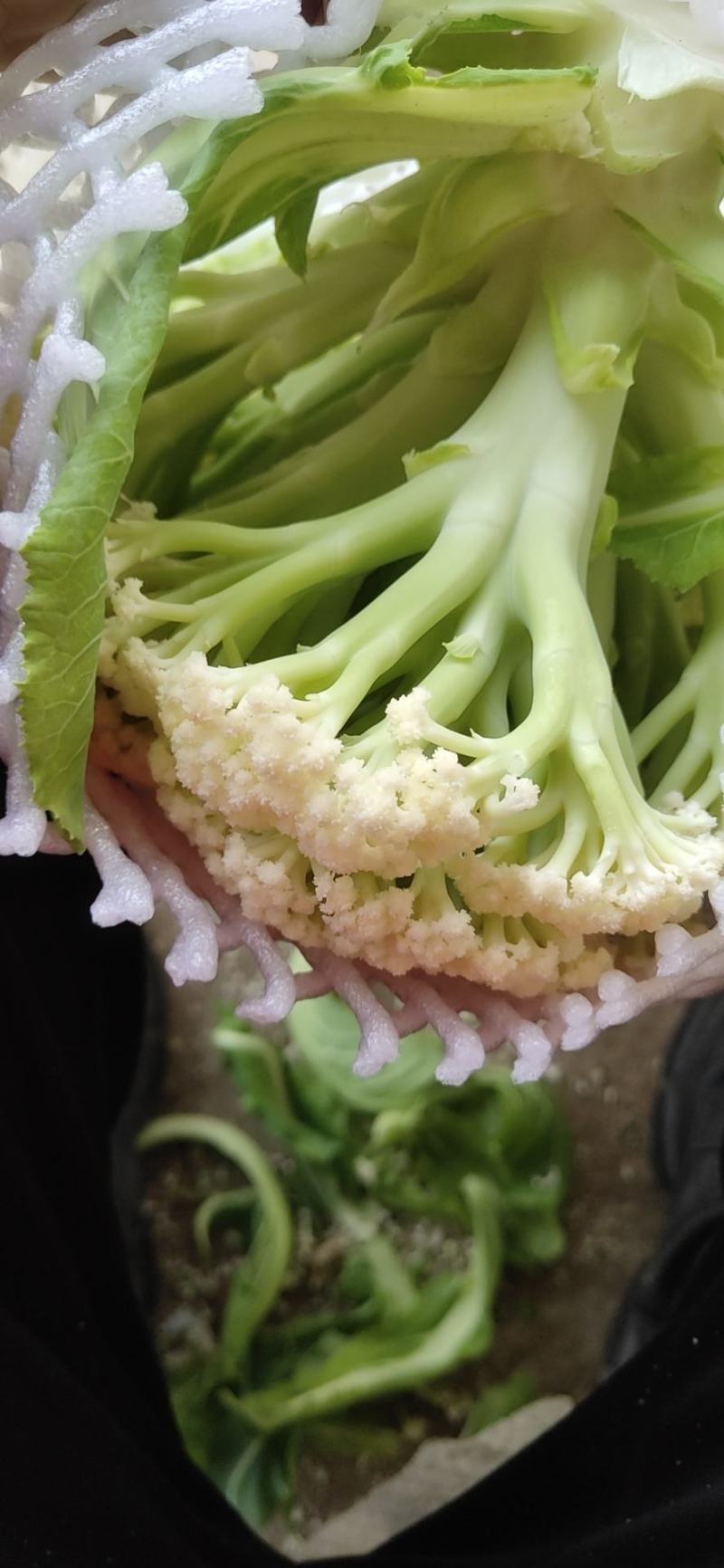 产地直发精品有机花菜青梗散花大量上市