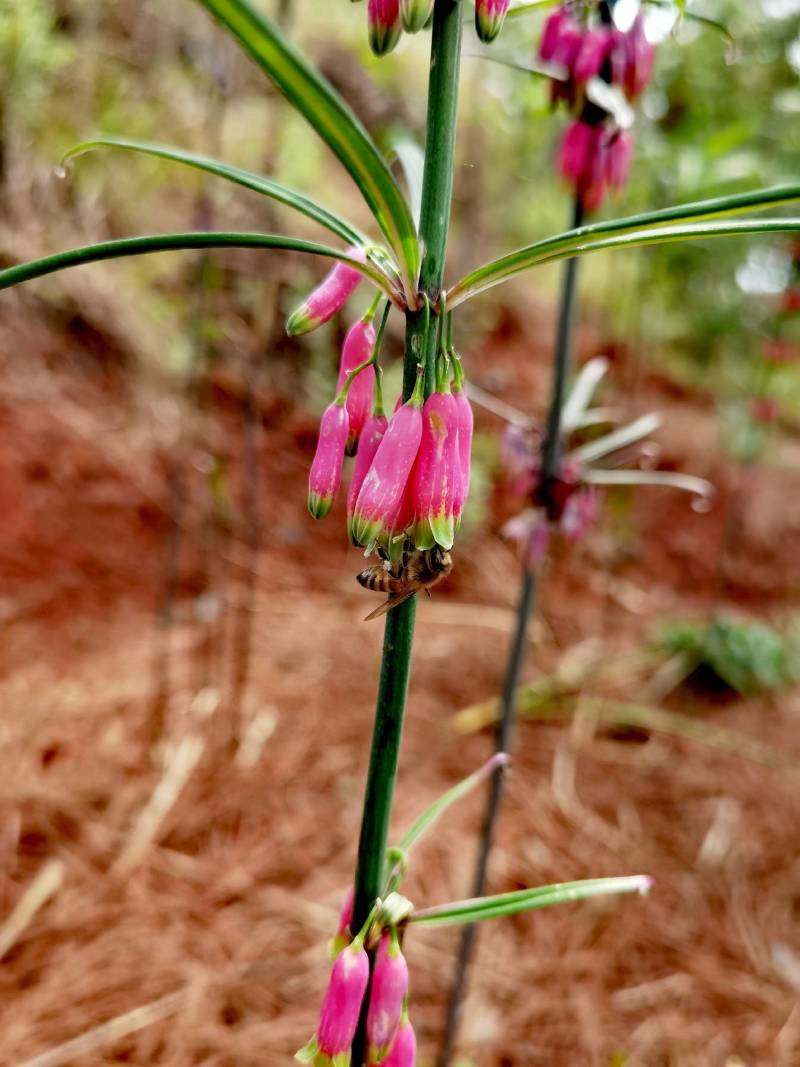 黄精花粉蜂蜜、药材花粉蜜、野生蜂蜜、蜂蜜