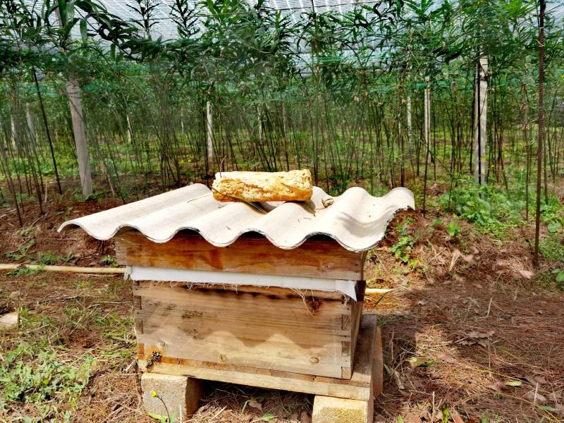 黄精花粉蜂蜜、药材花粉蜜、野生蜂蜜、蜂蜜