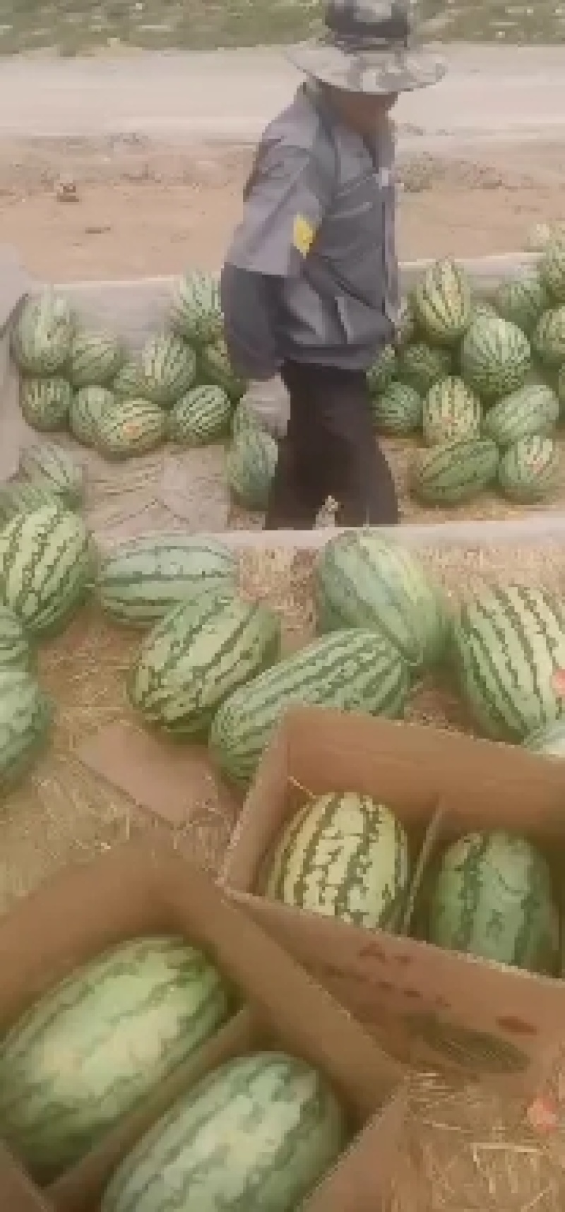 内蒙古沙漠西瓜，内蒙西瓜代办精品西瓜产地