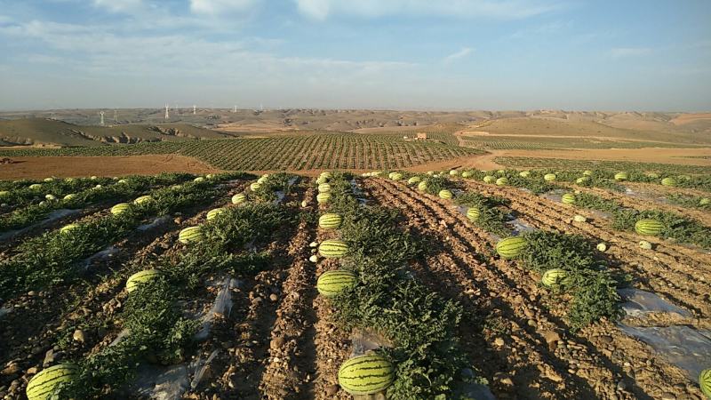 [宁夏硒砂瓜]宁夏中卫西瓜保质保量可以视频看货大量供应