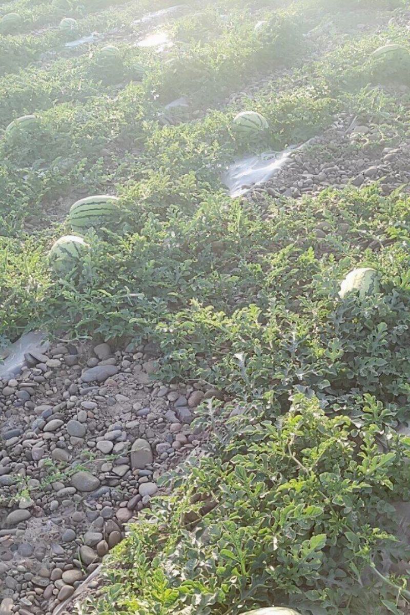 [宁夏硒砂瓜]宁夏中卫西瓜保质保量可以视频看货大量供应