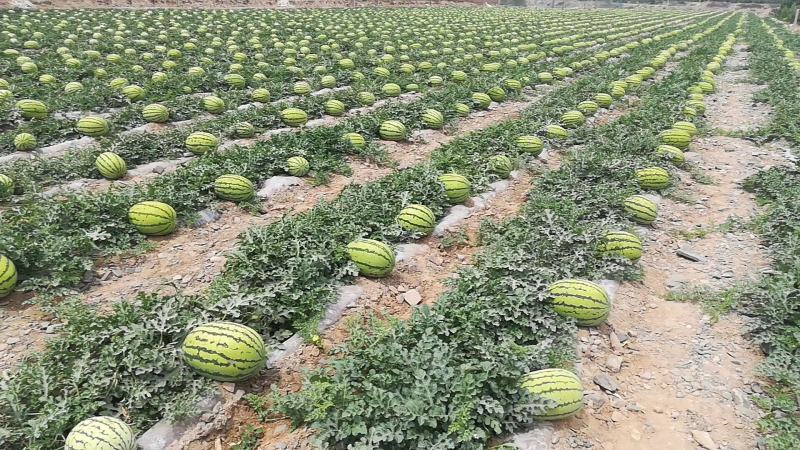 [宁夏硒砂瓜]宁夏中卫西瓜保质保量可以视频看货大量供应