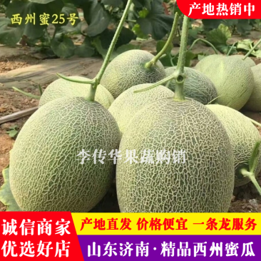 山东章丘西州蜜25号山东哈密瓜各种规格产地热销中