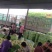 景甜五号甜瓜山东章丘景甜甜瓜产地直供批发商超直供