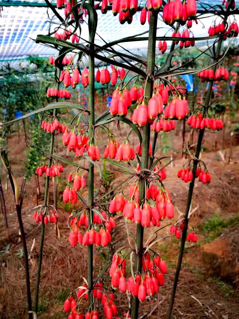 黄精花粉蜂蜜、药材花粉蜜、野生蜂蜜、蜂蜜