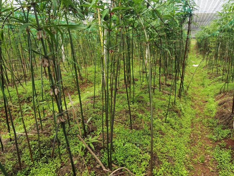 黄精花粉蜂蜜、药材花粉蜜、野生蜂蜜、蜂蜜