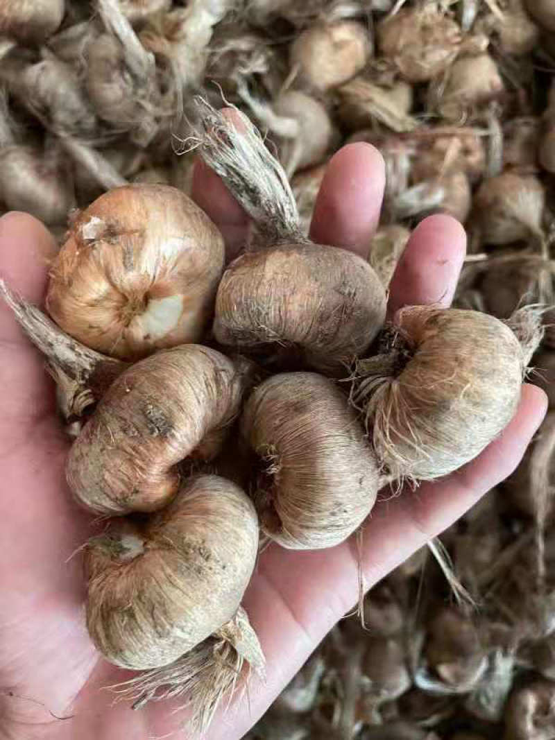 优质藏红花种球（番红花）。出花率高、品种纯正，得到好评