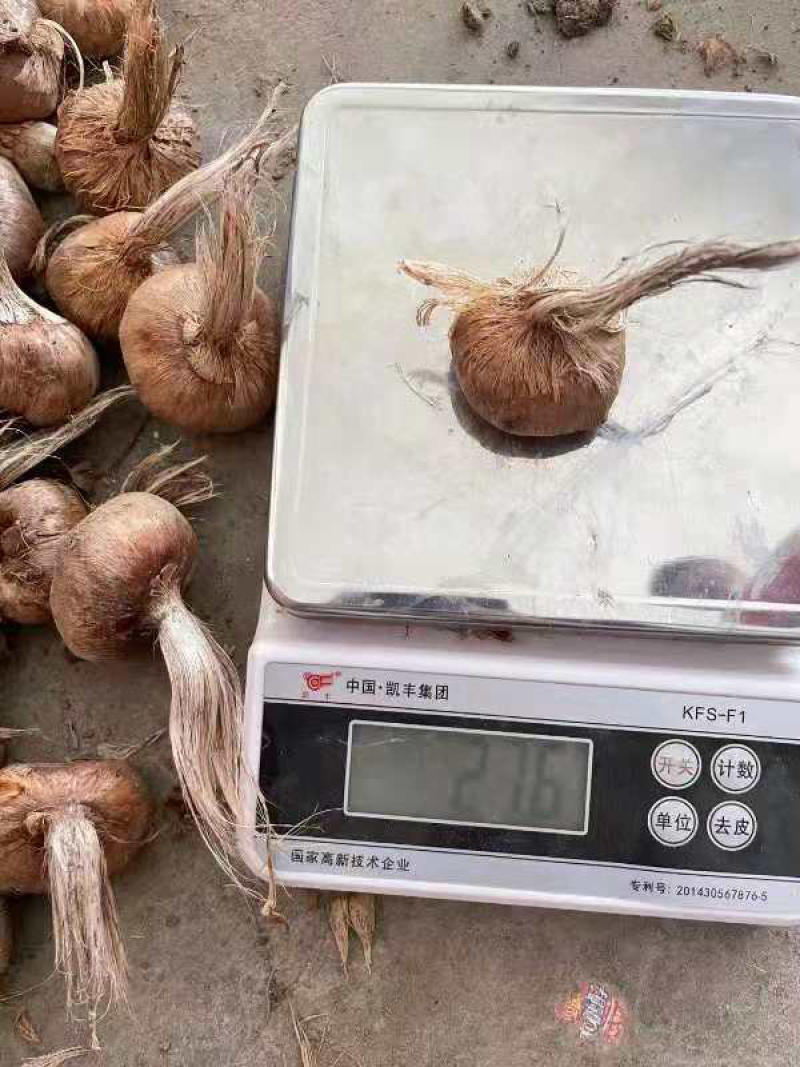 优质藏红花种球（番红花）。出花率高、品种纯正，得到好评