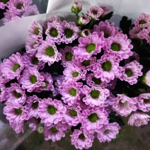 小雏菊大量批发（颜色丰富）