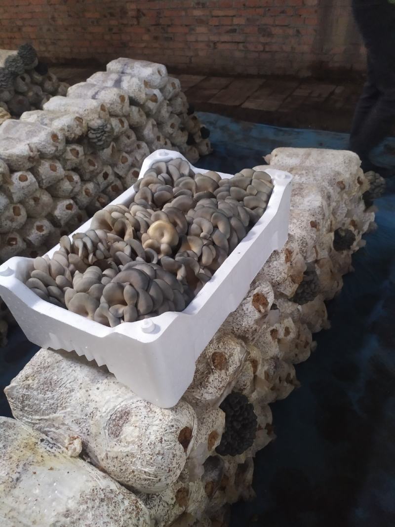 【荐】河北鲜平菇灰平菇大量上市对接大型商超市场电商