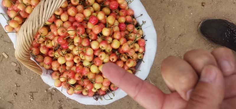 山东青岛平度黄蜜大樱桃水晶大量上市！！！