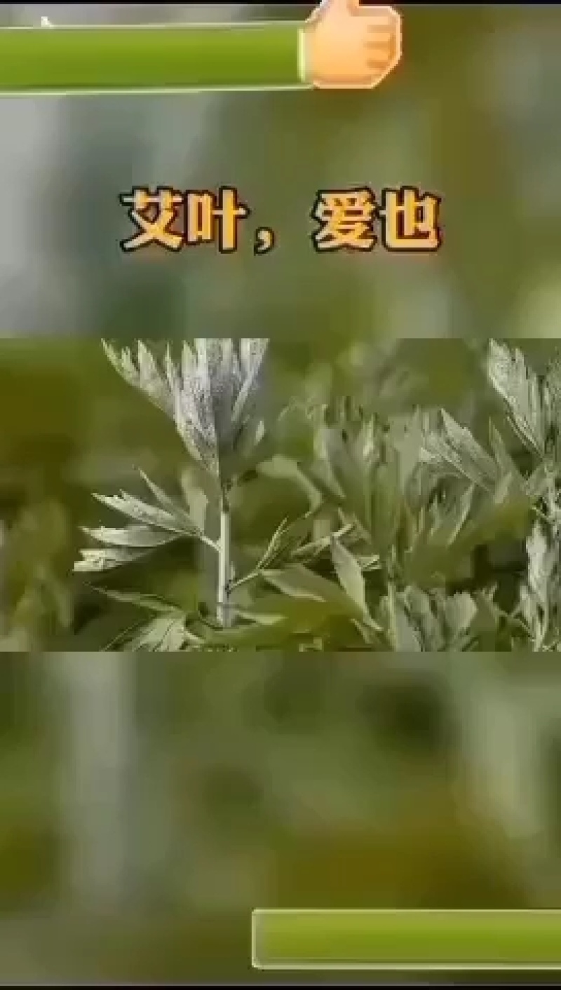 南阳天然端午节人工采摘艾叶