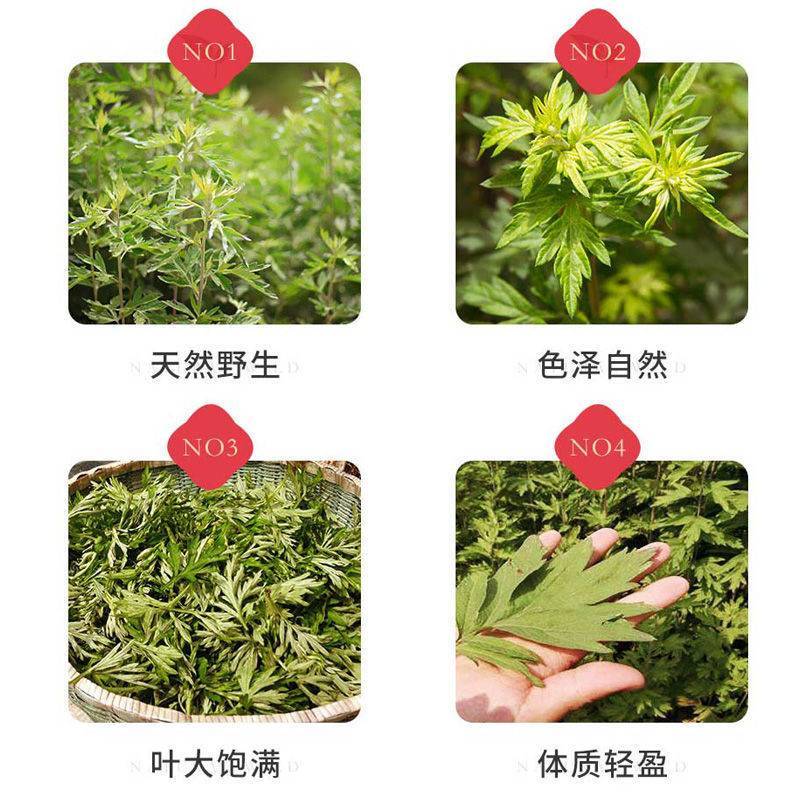 南阳天然端午节人工采摘艾叶