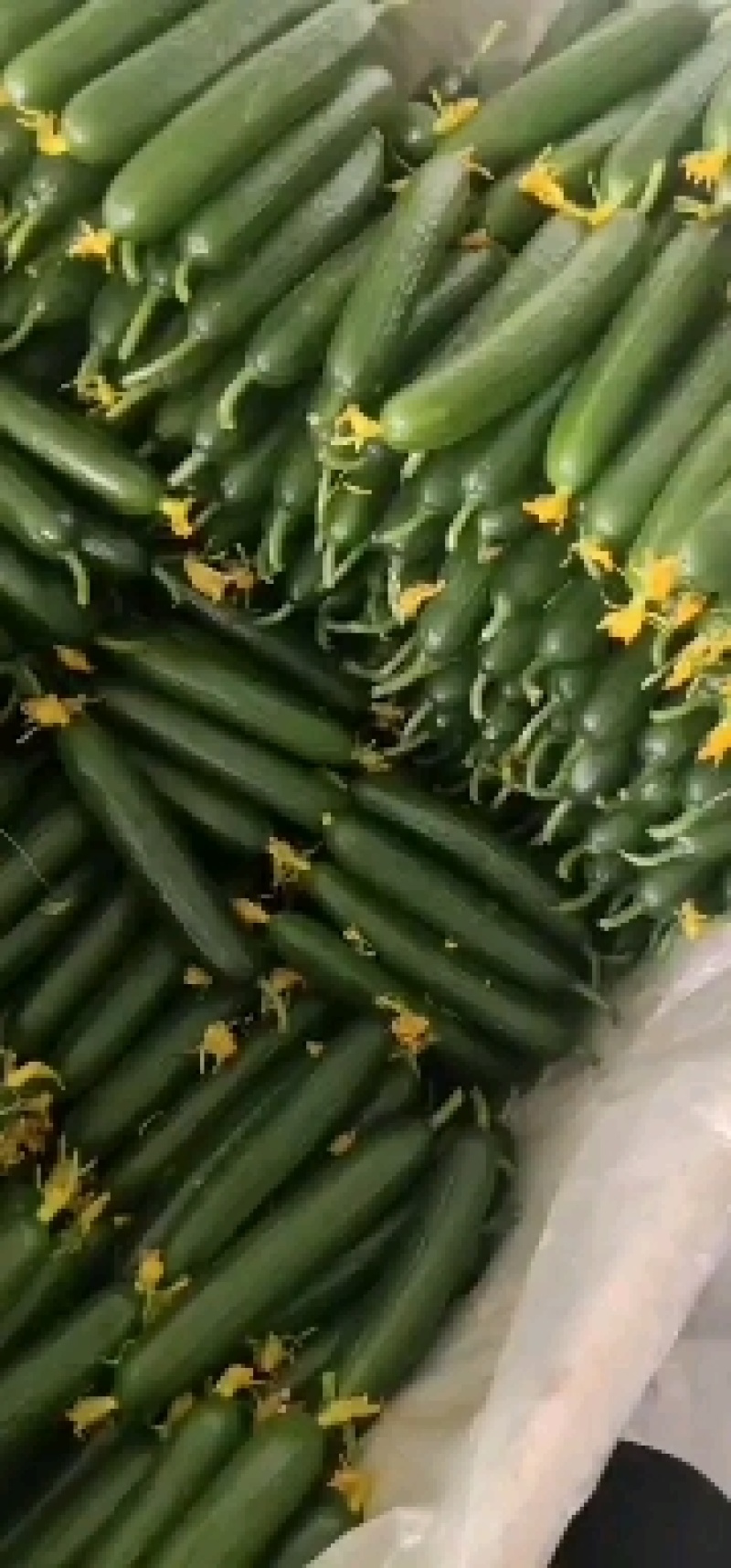山东水果黄瓜常年供货，价格低！！！！