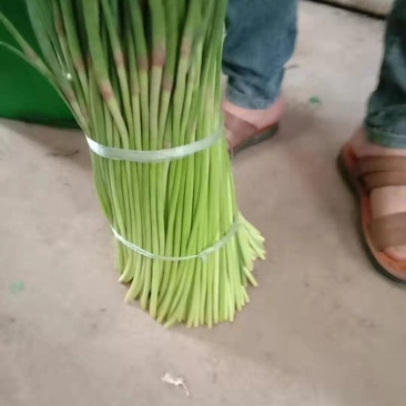 【精选】红帽蒜苔，诚信代办，冷库蒜苔视频看货
