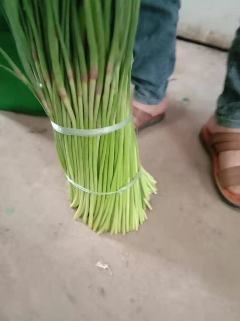 【精选】红帽蒜苔，诚信代办，冷库蒜苔视频看货