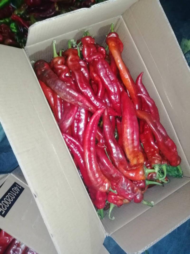 红尖椒，产地直供，质量保证，价格美丽。