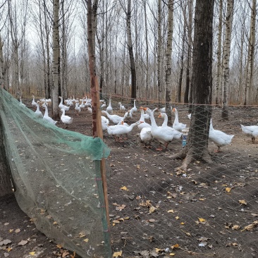 出租15垧林地有两个鱼塘可做养殖种植等