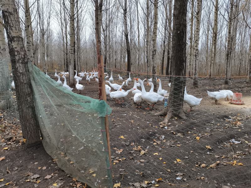 出租15垧林地有两个鱼塘可做养殖种植等