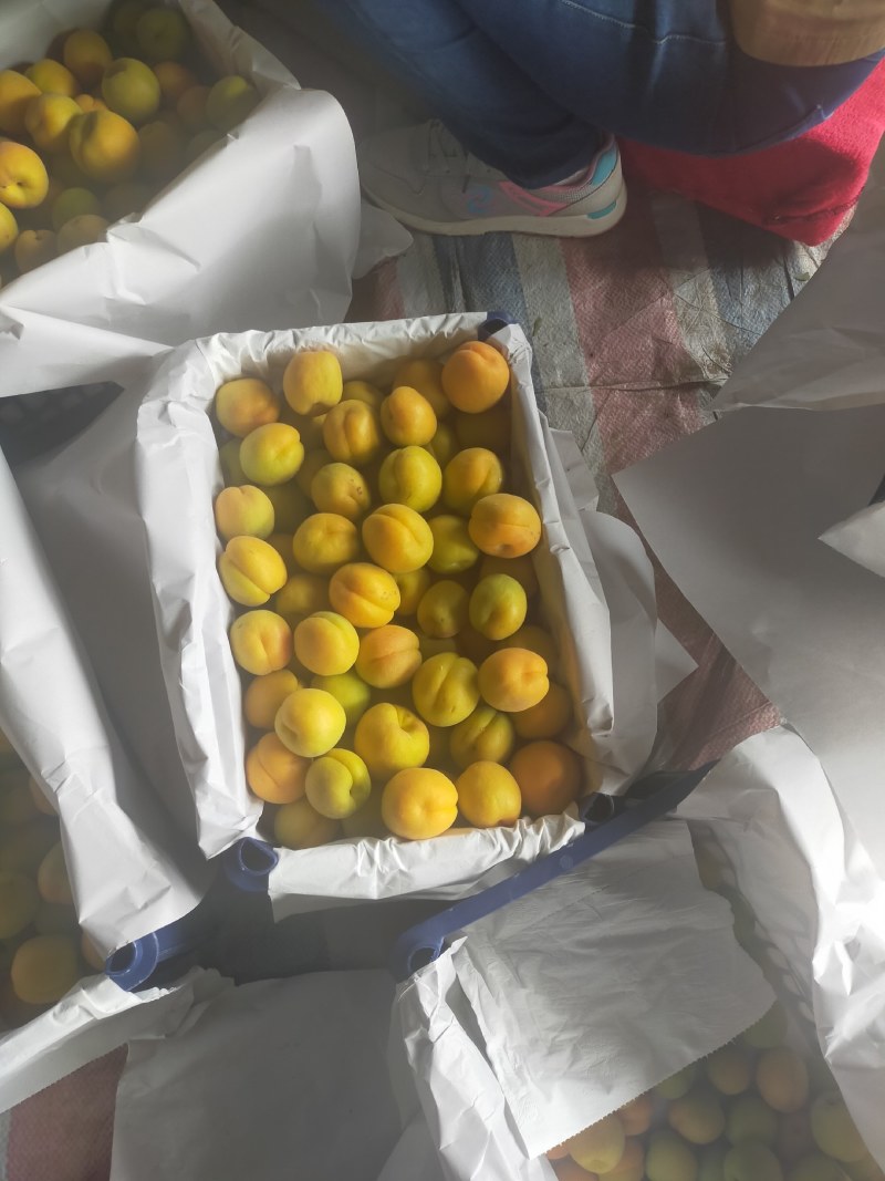 杏，凯特杏，河北大甜杏大量上市，凯特杏，麦黄杏