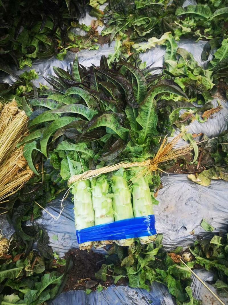 云南莴苣红叶莴苣大量上市需要联系质量保证