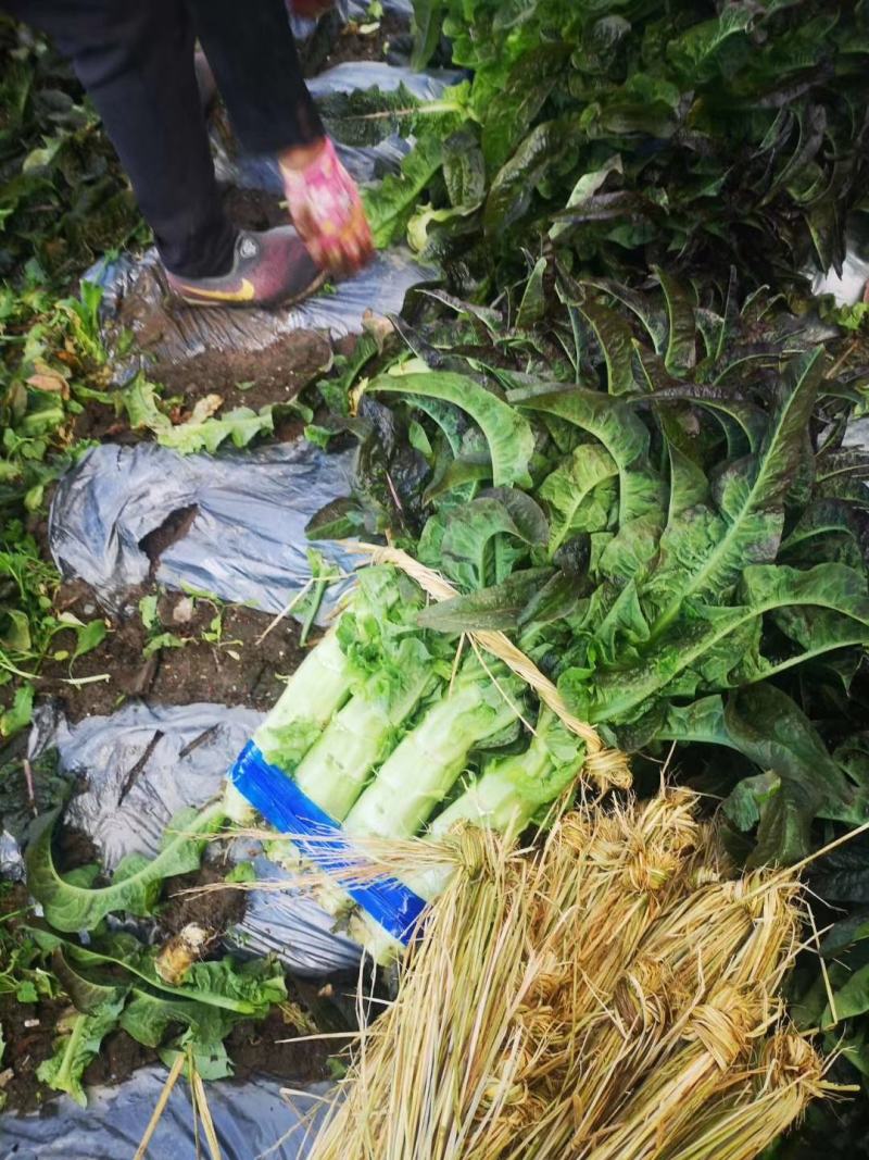云南莴苣红叶莴苣大量上市需要联系质量保证