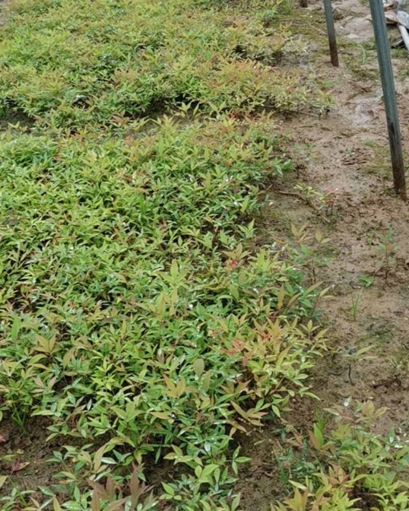 南天竹小苗基地实拍！一手货源！技术指导！