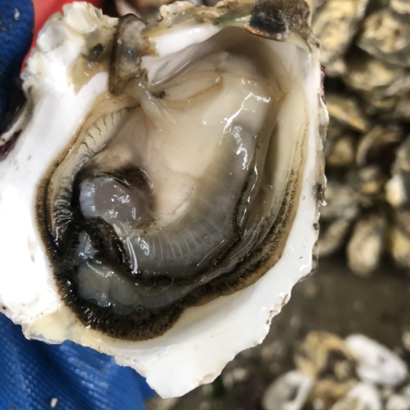 广东鲜活生蚝带壳烧烤蚝批发