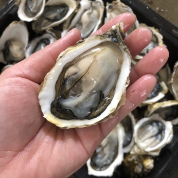 广东鲜活生蚝带壳烧烤蚝批发