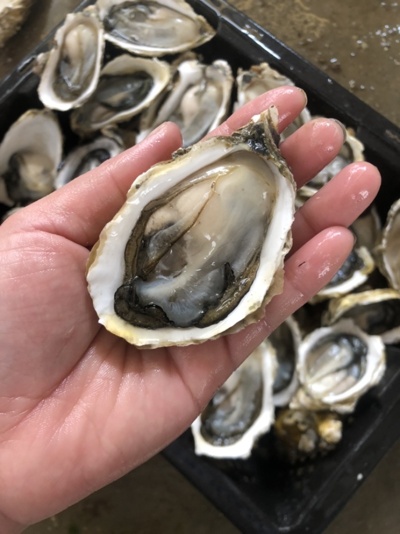 广东鲜活生蚝带壳烧烤蚝批发