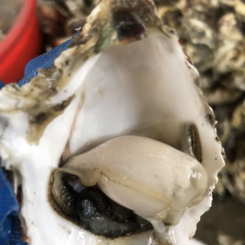 广东鲜活生蚝带壳烧烤蚝批发