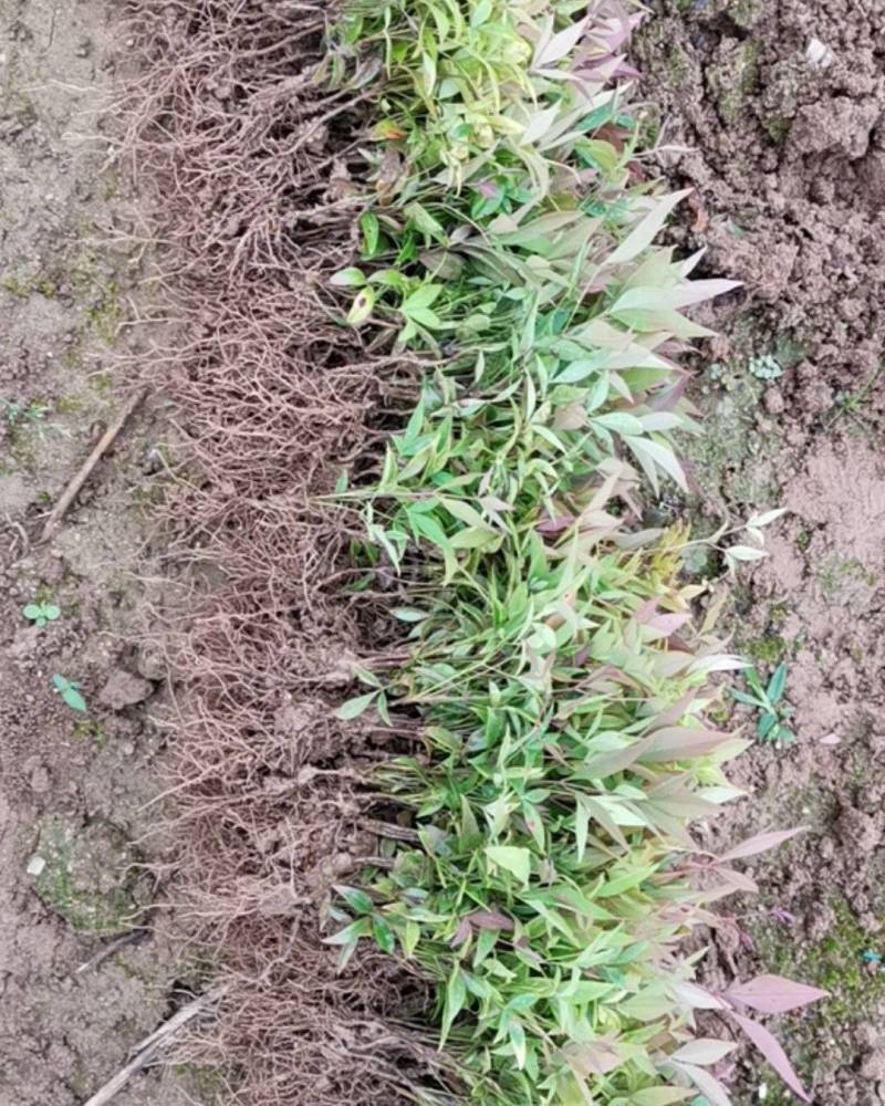 南天竹小苗基地实拍！一手货源！技术指导！